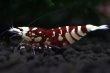 画像3: 【RED FARM】Tiger bee  shrimp / 太極 high-grade . trio : 3匹(抱卵個体含)