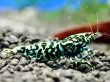 画像3: HYshrimp  ギャラクシーフィッシュボーン ブルー系雌個体