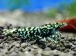 画像5: HYshrimp  ギャラクシーフィッシュボーン ブルー系雌個体