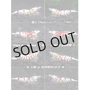画像: 【RED FARM】Tiger bee  shrimp / 太極 4p (抱卵個体2匹含) 7days