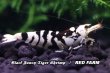 画像3: 【RED FARM】特選★Black Fancy Tiger Shrimp / 黒太極★🉐 4 P  high-grade (抱卵個体含)★