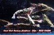 画像2: 【RED FARM】特選★Dark Red Galaxy Fishbone★🉐 20p即戦力set★