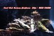 画像4: 【RED FARM】特選★Dark Red Galaxy Fishbone★🉐 20p即戦力set★