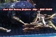 画像1: 【RED FARM】特選★Dark Red Galaxy Fishbone★🉐 20p即戦力set★