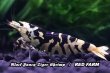 画像5: 【RED FARM】特選★Black Fancy Tiger Shrimp / 黒太極★🉐 4 P  high-grade (抱卵個体含)★