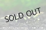 画像: 【RED FARM】特選★Black Fancy Tiger Shrimp★🉐 high-grade 5匹set★抱卵個体含★  ※  特選high-gradeセレクトです！