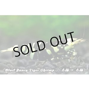 画像: 【RED FARM】特選★Black Fancy Tiger Shrimp★🉐 high-grade 5匹set★抱卵個体含★  ※  特選high-gradeセレクトです！