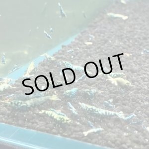 画像: 【ちぇごエビ！】ブラックギャラクシー　ブルータイプ　稚エビ30匹お買得セット！