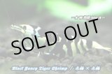 画像: 【RED FARM】 特選 ★ Black Fancy Tiger Shrimp ★ high-grade W抱卵 trio ★ 抱卵個体2匹含 ★  ※ 黒太極×黒太極 累代お勧めW抱卵個体 trio❣️ 美個体‼️