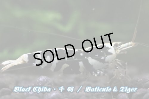 画像5: 【RED FARM】特選 ★ Black Chiba 千 羽  ★ お勧めtrio ★ おまけ付き  ※ 黒千羽 お勧め額角◎ ♀trio・Styleも◎です！