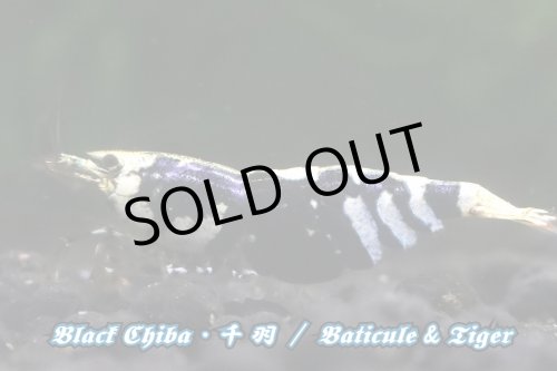 画像4: 【RED FARM】特選 ★ Black Chiba 千 羽  ★ お勧めtrio ★ おまけ付き  ※ 黒千羽 お勧め額角◎ ♀trio・Styleも◎です！