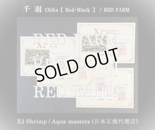 画像8: 【RED FARM】特選 ★ Black Chiba 千 羽  ★ お勧めtrio ★ おまけ付き  ※ 黒千羽 お勧め額角◎ ♀trio・Styleも◎です！