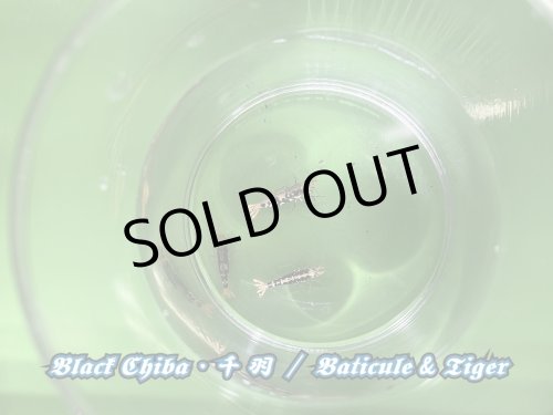 画像7: 【RED FARM】特選 ★ Black Chiba 千 羽  ★ お勧めtrio ★ おまけ付き  ※ 黒千羽 お勧め額角◎ ♀trio・Styleも◎です！