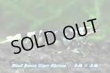 画像: 【RED FARM】特選 ★ Black Fancy Tiger Shrimp ★ high-grade / ♂2匹・♀3匹★ 抱卵個体2匹含