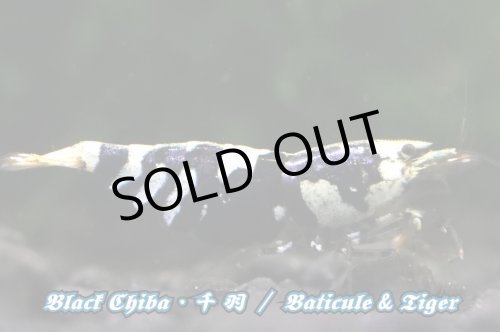 画像3: 【RED FARM】特選 ★ Black Chiba 千 羽  ★ お勧めtrio ★ おまけ付き  ※ 黒千羽 お勧め額角◎ ♀trio・Styleも◎です！