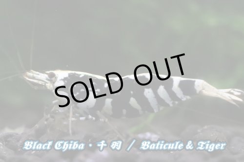 画像6: 【RED FARM】特選 ★ Black Chiba 千 羽  ★ お勧めtrio ★ おまけ付き  ※ 黒千羽 お勧め額角◎ ♀trio・Styleも◎です！