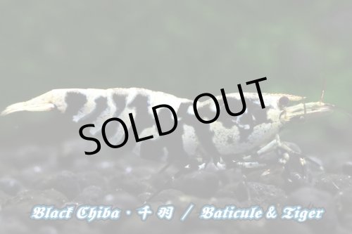 画像2: 【RED FARM】特選 ★ Black Chiba 千 羽  ★ お勧めtrio ★ おまけ付き  ※ 黒千羽 お勧め額角◎ ♀trio・Styleも◎です！