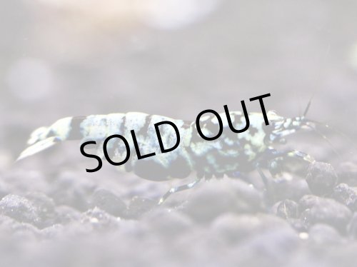 画像1: 【しまえび】DiamondBLACK 抱卵個体