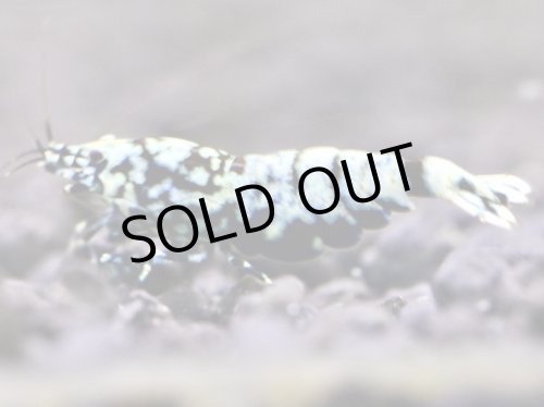 画像3: 【しまえび】DiamondBLACK 抱卵個体