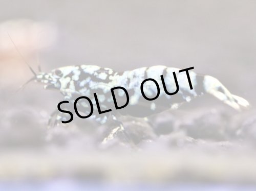 画像2: 【しまえび】DiamondBLACK 抱卵個体