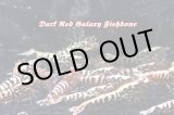 画像: W様ご予約分　　【RED FARM】特選 ★ Dark Red Galaxy Fishbone ★ 🉐若個体35匹set ★   Dark Red Galaxy 累代