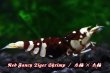 画像3: 【RED FARM】特選 ★ Red Fancy Tiger Shrimp ★ 黒墨high-grade 抱卵個体   ※ 特別水槽よりハイグレード♀単体の出品です！希少で美しいお勧め個体です‼️💦💦