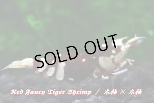 画像3: 【RED FARM】特選 ★ Red Fancy Tiger Shrimp ★ 黒墨high-grade 抱卵個体   ※ 特別水槽よりハイグレード♀単体の出品です！希少で美しいお勧め個体です‼️💦💦