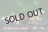画像: 【RED FARM】特選 ★ Red Fancy Tiger Shrimp ★ 黒墨high-grade 抱卵個体   ※ 特別水槽よりハイグレード♀単体の出品です！希少で美しいお勧め個体です‼️💦💦
