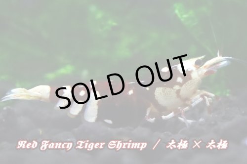 画像1: 【RED FARM】特選 ★ Red Fancy Tiger Shrimp ★ 黒墨high-grade 抱卵個体   ※ 特別水槽よりハイグレード♀単体の出品です！希少で美しいお勧め個体です‼️💦💦