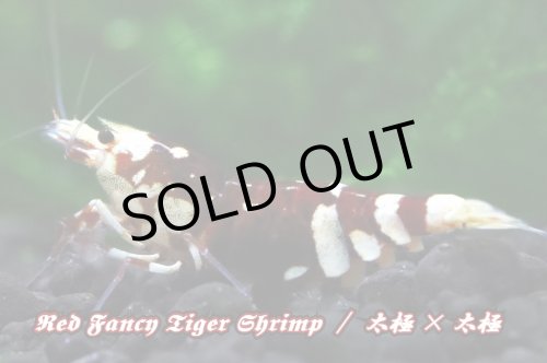 画像2: 【RED FARM】特選 ★ Red Fancy Tiger Shrimp ★ 黒墨high-grade 抱卵個体   ※ 特別水槽よりハイグレード♀単体の出品です！希少で美しいお勧め個体です‼️💦💦