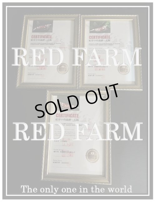 画像5: 【RED FARM】特選 ★ Red Fancy Tiger Shrimp ★ 黒墨high-grade 抱卵個体   ※ 特別水槽よりハイグレード♀単体の出品です！希少で美しいお勧め個体です‼️💦💦