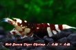 画像4: 【RED FARM】特選 ★ Red Fancy Tiger Shrimp ★ 黒墨high-grade 抱卵個体   ※ 特別水槽よりハイグレード♀単体の出品です！希少で美しいお勧め個体です‼️💦💦