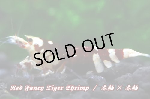 画像4: 【RED FARM】特選 ★ Red Fancy Tiger Shrimp ★ 黒墨high-grade 抱卵個体   ※ 特別水槽よりハイグレード♀単体の出品です！希少で美しいお勧め個体です‼️💦💦