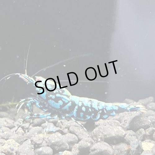 画像6: 【ちぇごエビ！】 ブルーメタルギャラクシー 雌個体6匹セット！