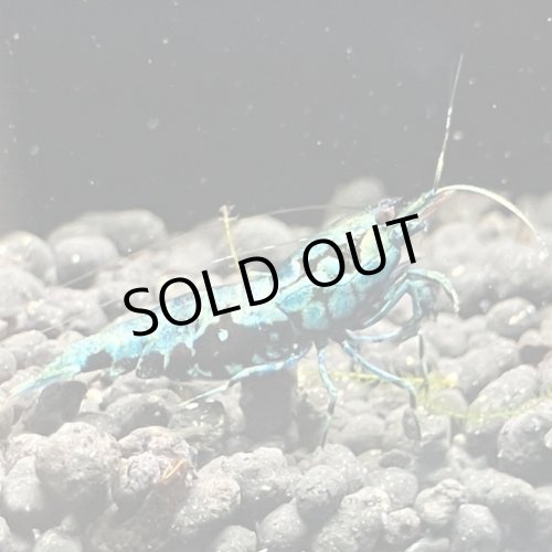 画像5: 【ちぇごエビ！】 ブルーメタルギャラクシー 雌個体6匹セット！