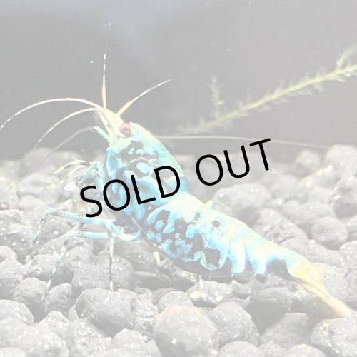 画像2: 【ちぇごエビ！】 ブルーメタルギャラクシー 雌個体6匹セット！