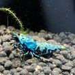 画像1: 【ちぇごエビ！】 ブルーメタルギャラクシー 雌個体6匹セット！