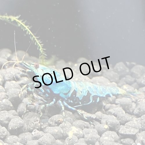 画像1: 【ちぇごエビ！】 ブルーメタルギャラクシー 雌個体6匹セット！