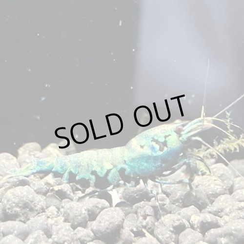 画像3: 【ちぇごエビ！】 ブルーメタルギャラクシー 雌個体6匹セット！