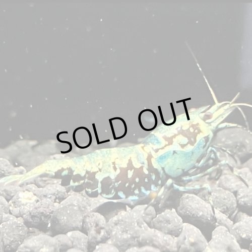 画像4: 【ちぇごエビ！】 ブルーメタルギャラクシー 雌個体6匹セット！