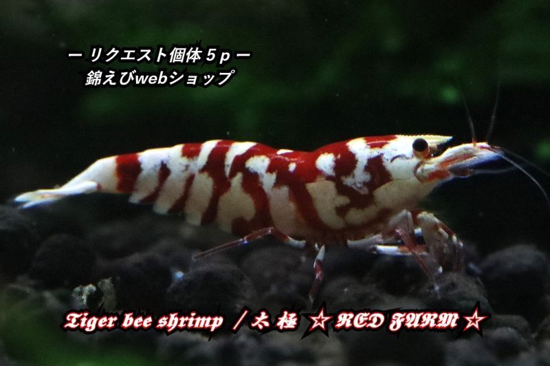 RED FARM Tiger bee shrimp / 太極 5p : 5匹(抱卵個体含) - AQUA Masters