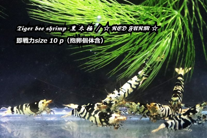 RED FARM】Tiger bee shrimp / 黒太極. 10p (抱卵個体含) - AQUA Masters